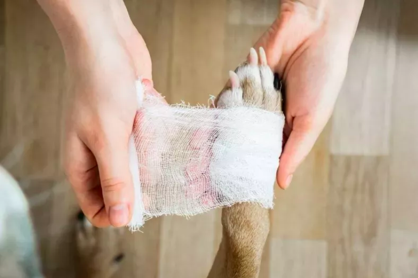why you should always carry dog first aid on walks