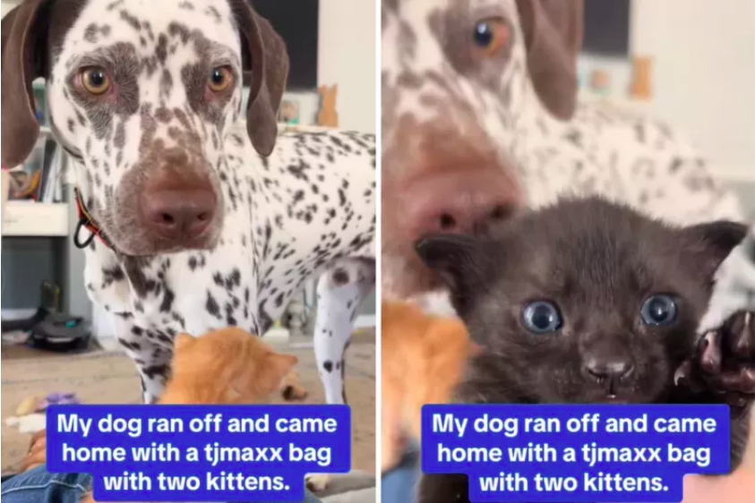 owner in shock as dog runs away, returns with 2 kittens in a tj maxx bag