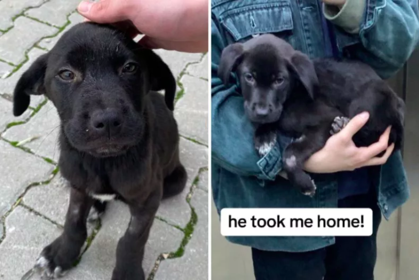 a year-long trip brangin home a sick pup