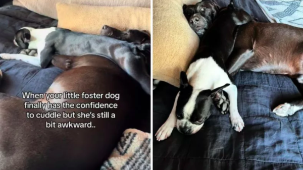 foster dog's journey to comfort and cuddles
