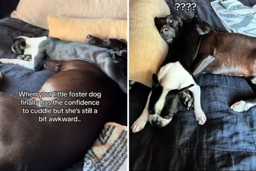 foster dog's journey to comfort and cuddles