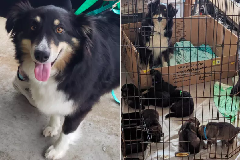dog mom and litter of 8 rescued