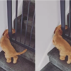 puppy outsmarted tha baby gate