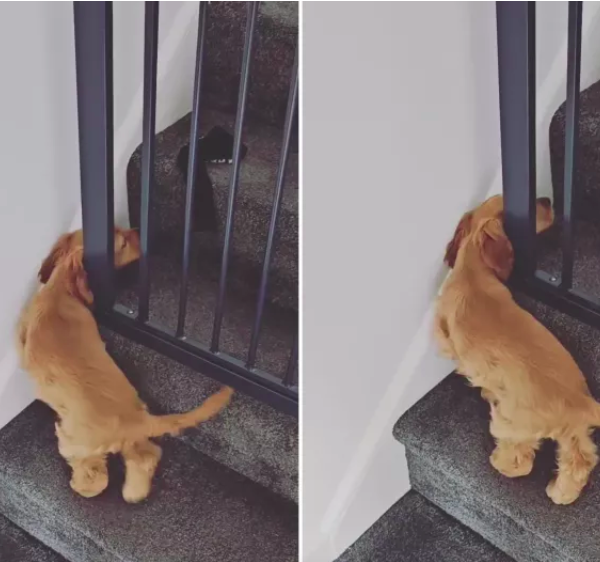 puppy outsmarted the baby gate