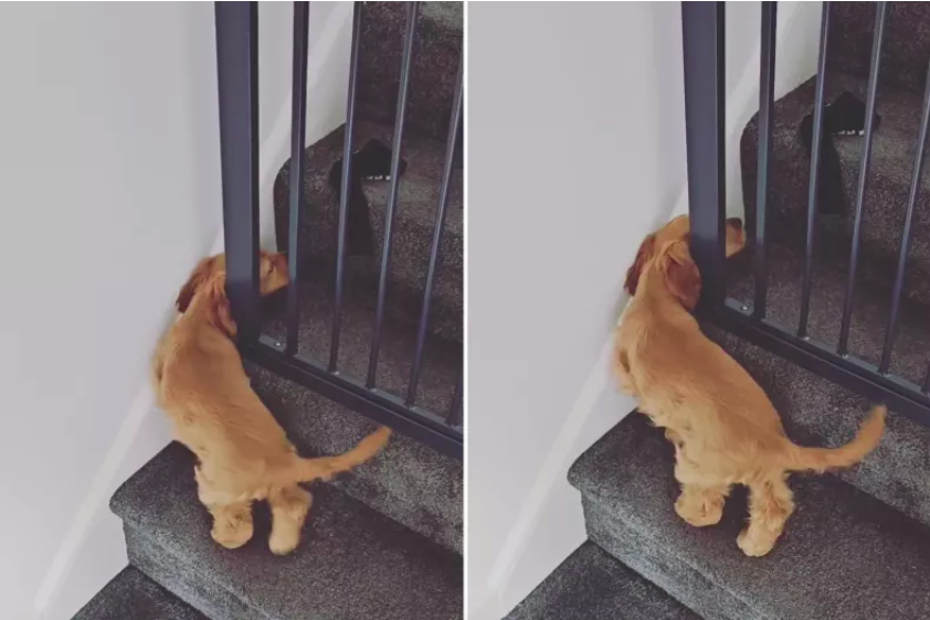 puppy outsmarted the baby gate