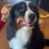 bernese mountain dog saves golden retriever