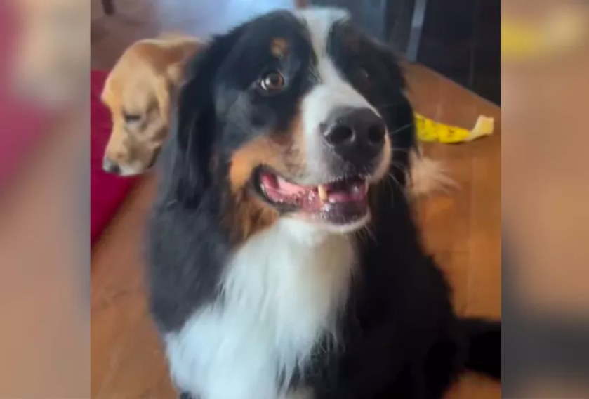 bernese mountain dog saves golden retriever
