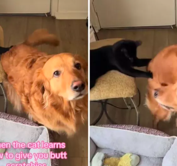 golden retriever utilizes the family cat for butt scratches