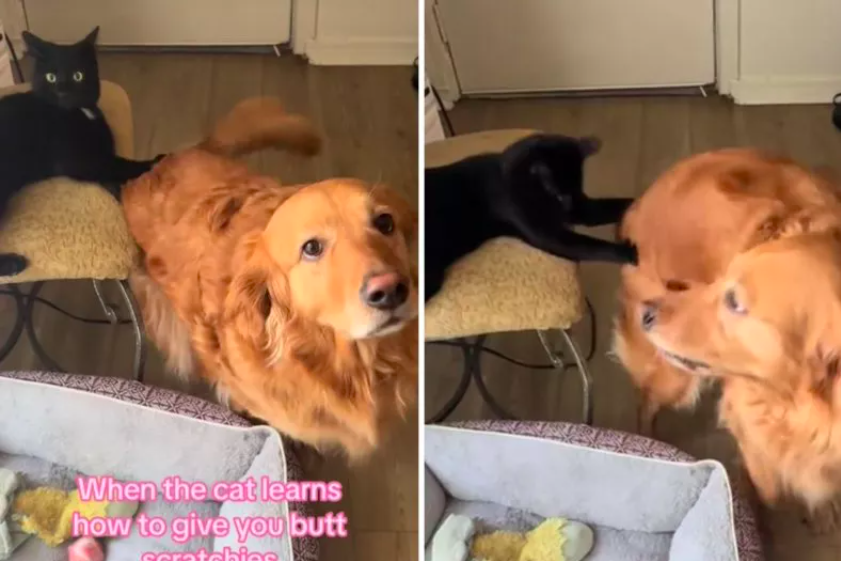 golden retriever utilizes the family cat for butt scratches