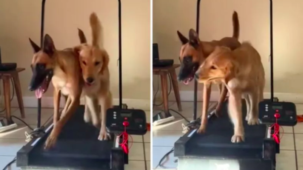 two dawgs share a treadmill adventure
