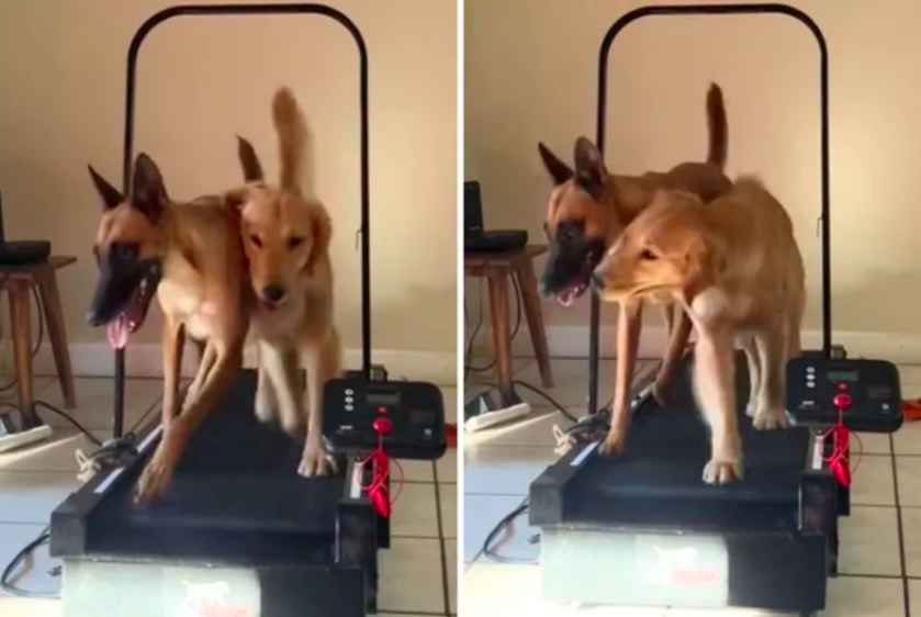 two dogs share a treadmill adventure