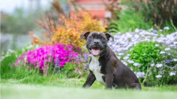 couple adopts rescue dog and brings joy