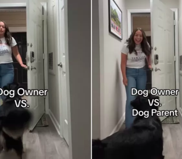 dog parent vs. owner