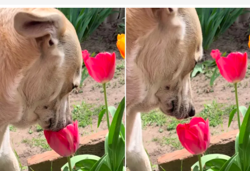 dog stops to smell the flowers