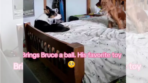 dog comforts howling border collie