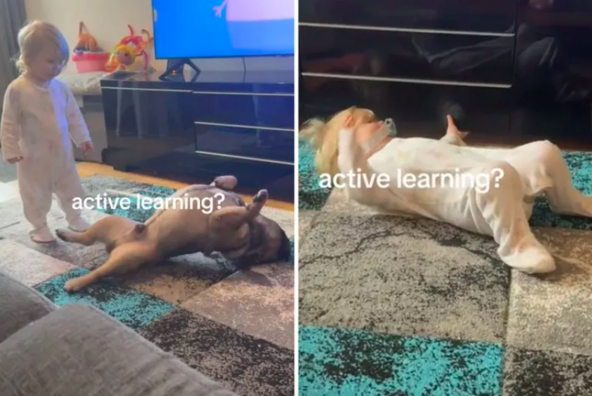 learning from the family dog