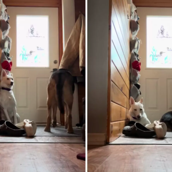 dogs' emotional response to owner's absence