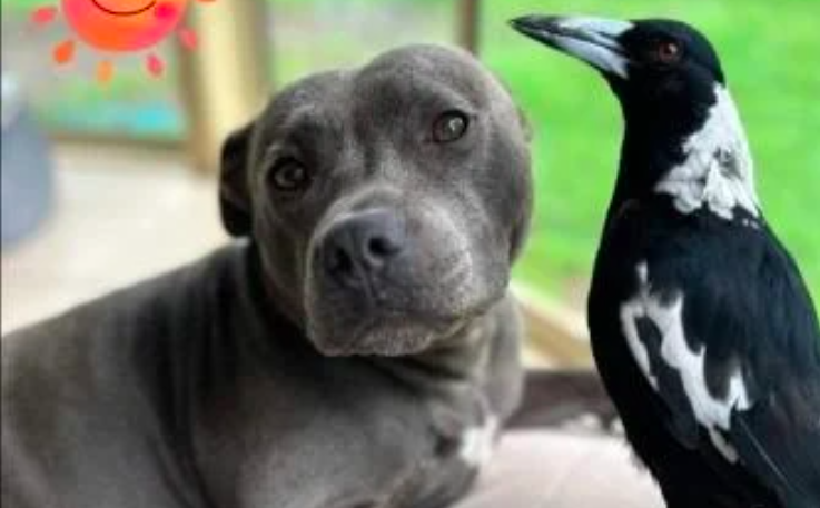 magpie finds her dog best friend