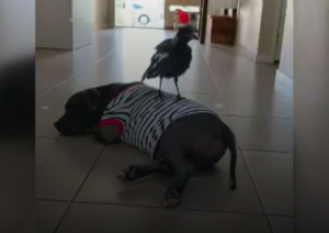 magpie finds her dog best friend