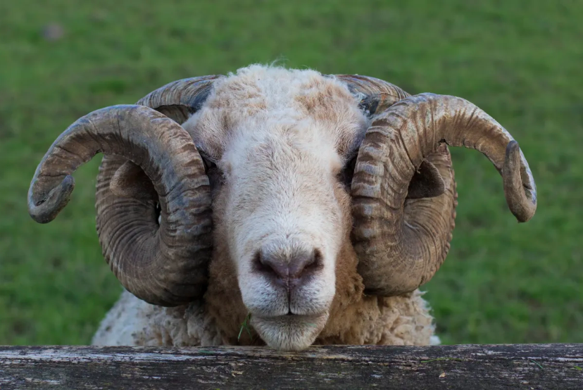 aggressive sheep attack claims lives