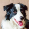 border collie goes viral for hilarious 'shots'
