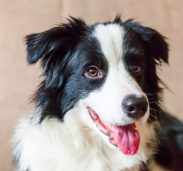 border collie goes viral for hilarious 'shots'
