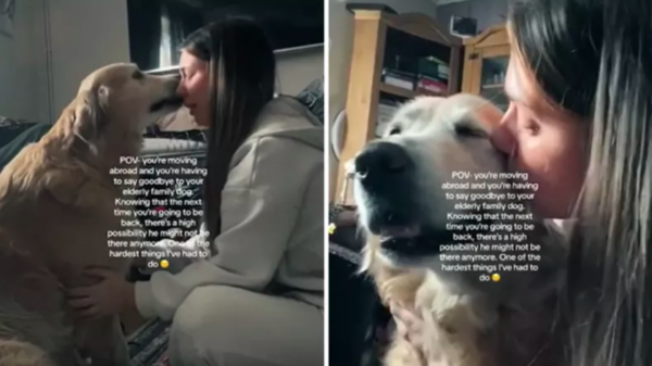 woman's emotional farewell to senior dog