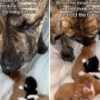 guardian dog protects newborn kittens