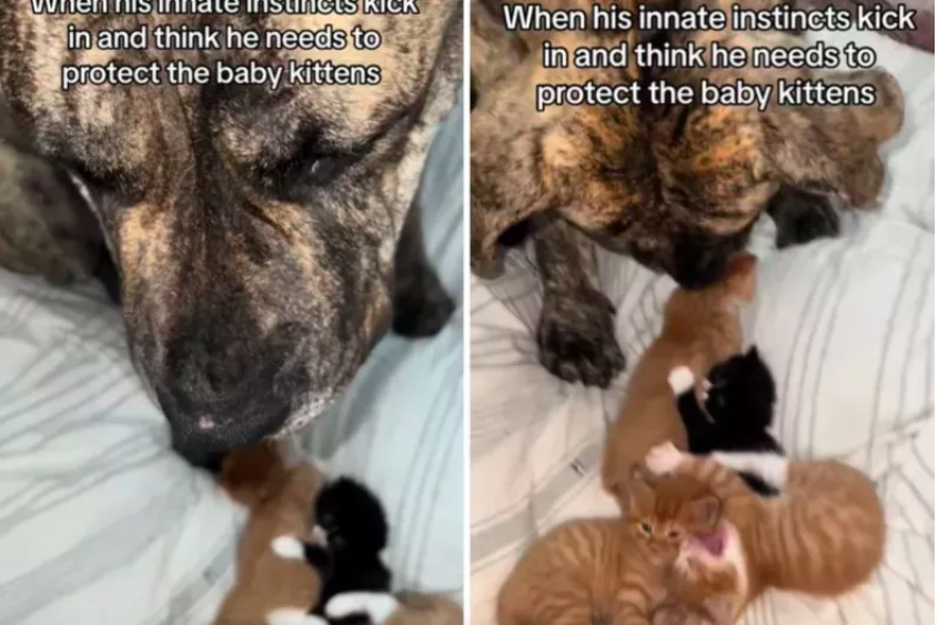 guardian dog protects newborn kittens