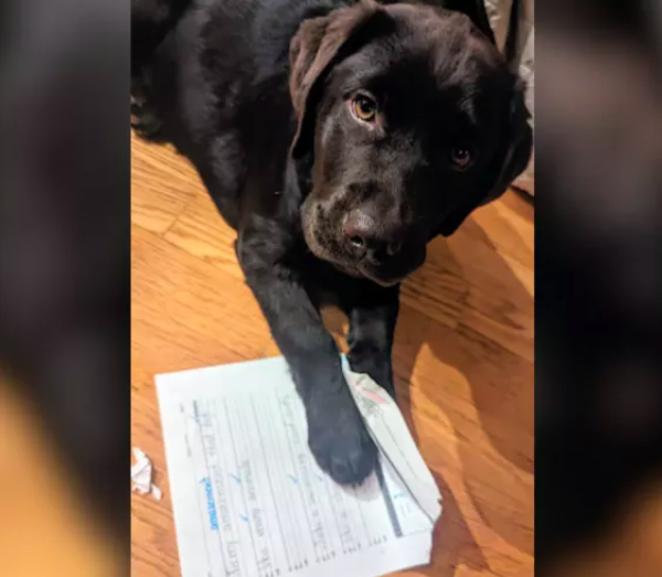 labrador puppy's mischief unravels boy's homework
