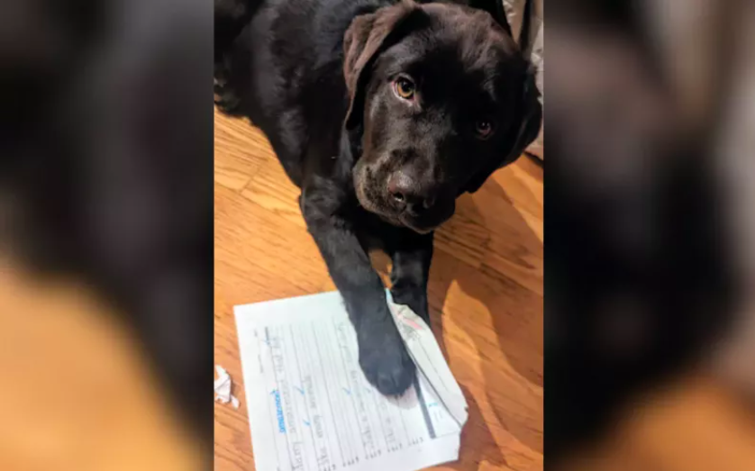 labrador puppy's mischief unravels boy's homework