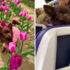 chihuahua's emotional support on a long flight