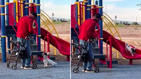 man and dog share playtime on the slide