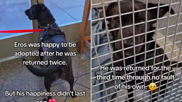 dog overcomes triple adoption heartbreak