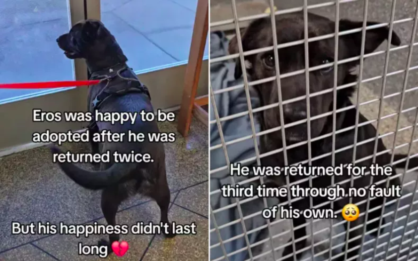 dog overcomes triple adoption heartbreak