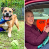 senior shelter dog finds his forever home