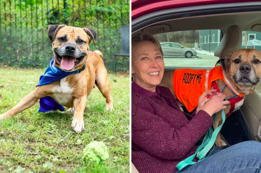 senior shelter dog finds his forever home
