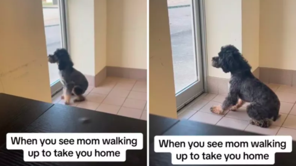 dog's delightful reaction to seeing mom at groomers