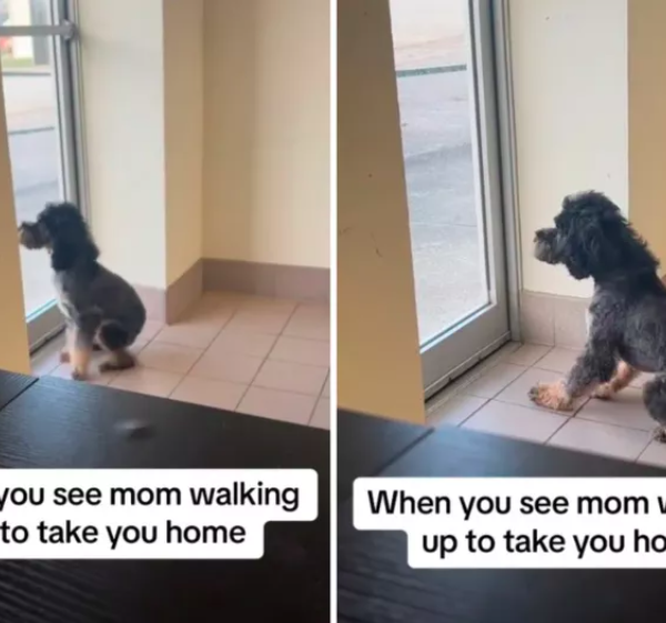 dog's delightful reaction to seeing mom at groomers