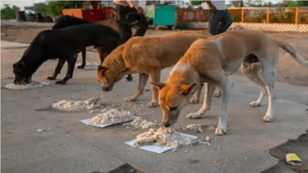 man arrested for raping stray dog in delhi