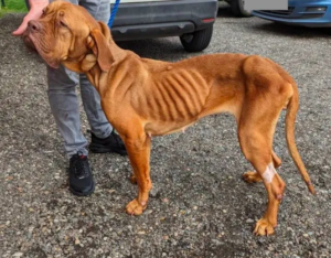a tale of resilience: woman discovers 'painfully skinny' dog in driveway