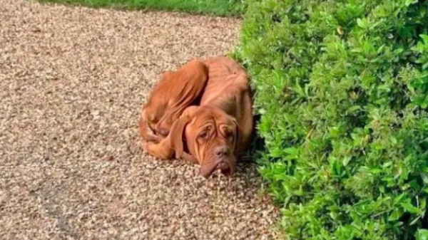 a tale of resilience: woman discovers 'painfully skinny' dog in driveway