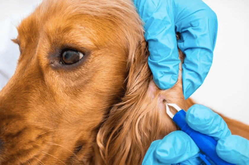 dog owners warned of common tick-borne disease