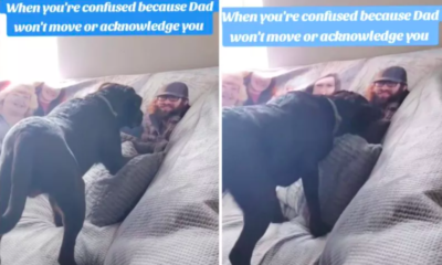 dog's confusion over photo of dad