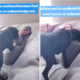 dog's confusion over photo of dad