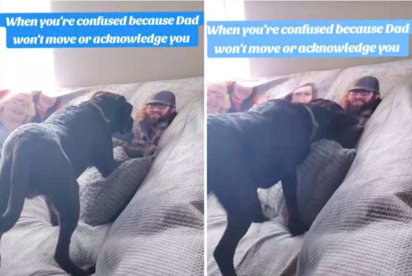 dog's confusion over photo of dad