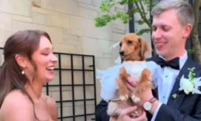 Bride Surprises Groom with Dog in 'First Look'