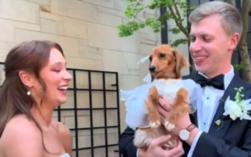 bride surprises groom with dog in 'first look'