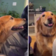 Golden Retriever Masterfully Secured Four Breakfast