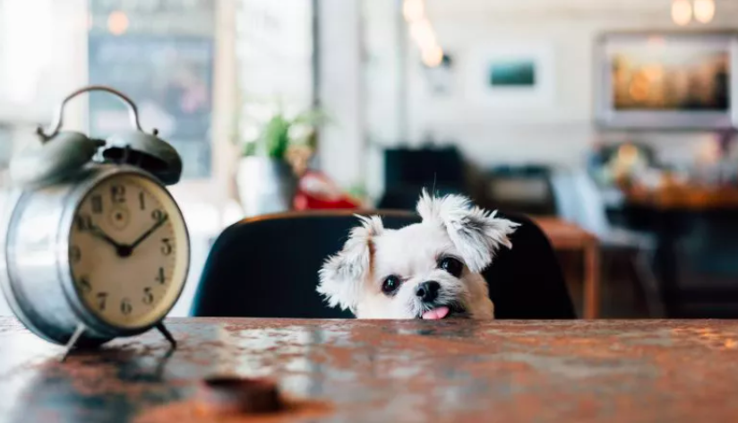 dog angry at owners ordering another drink